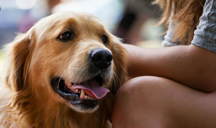 Cachorro com pessoa fazendo carinho