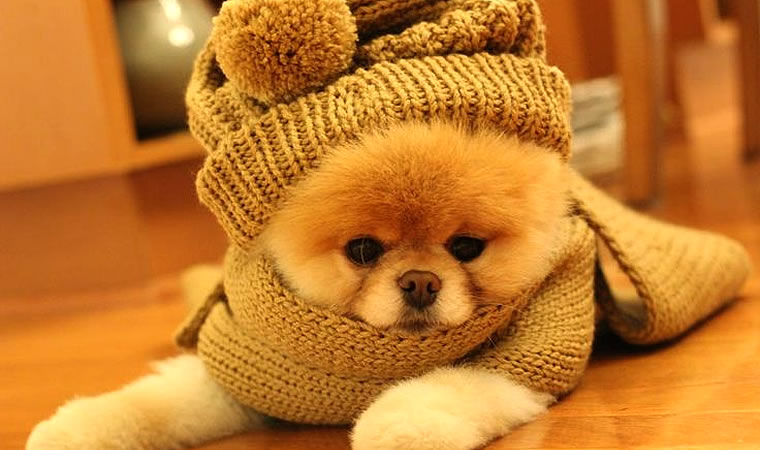 Cachorro com roupinha de inverno