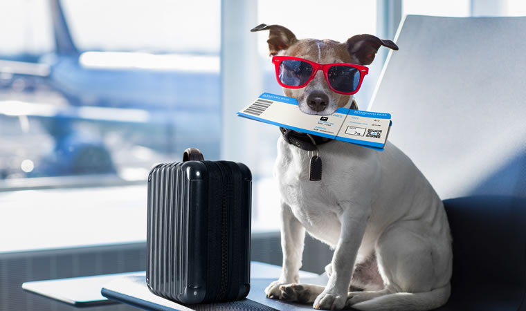 Cachorro de óculos e passagem na boca