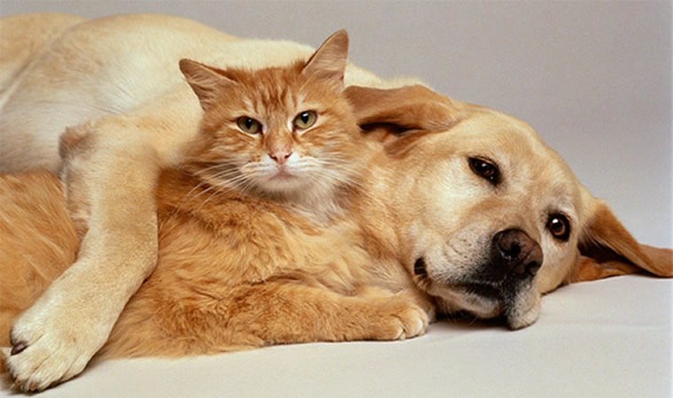 Cachorro e gato deitados juntos