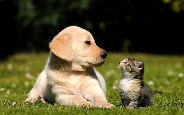 Cachorro e gato juntos no gramado