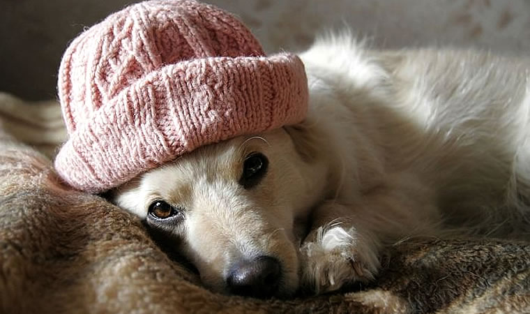 Cachorro protegido do frio
