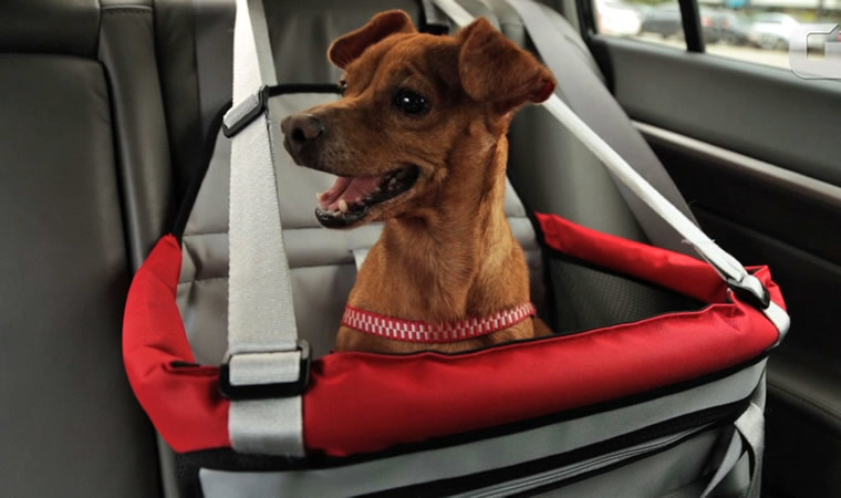 Cachorro sendo transportado em carro