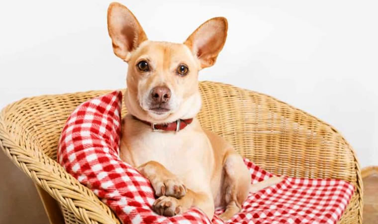 Cachorro sentado na cadeira