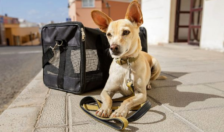 Cachorro viajando