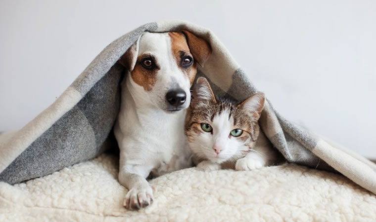 Cão e gato juntos