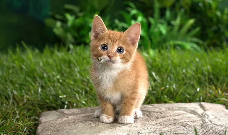 Gatinho sentado na pedra