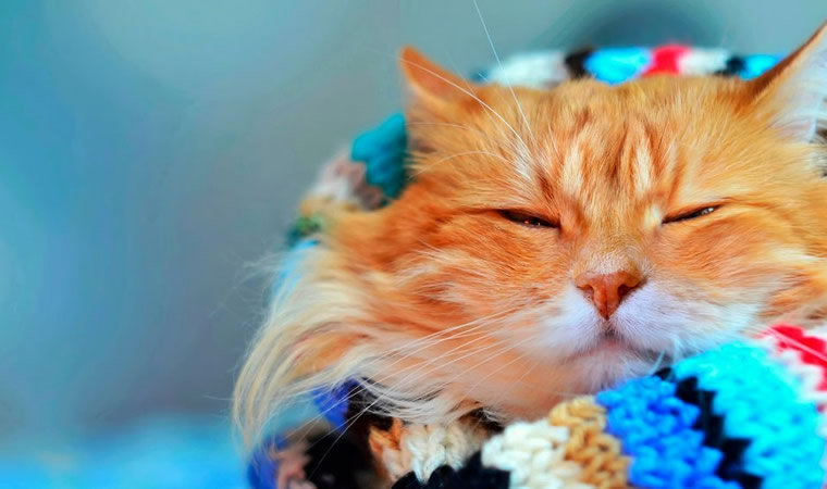 Gato agasalhado