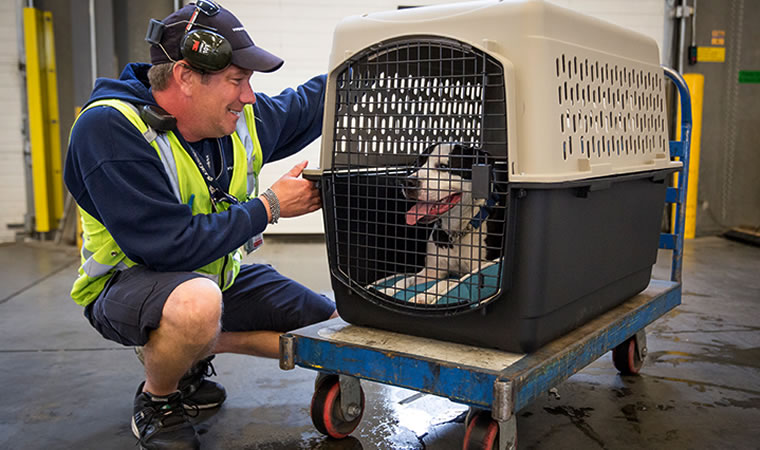 Transporte de cachorros em aviões