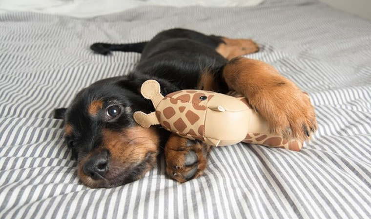 Cachorra abraçada com brinquedo