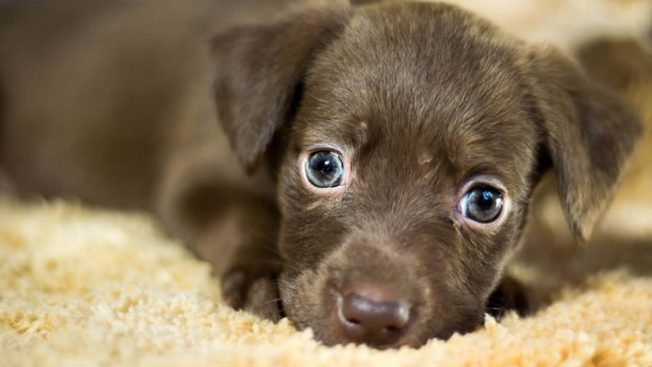 Cachorrinho deitado