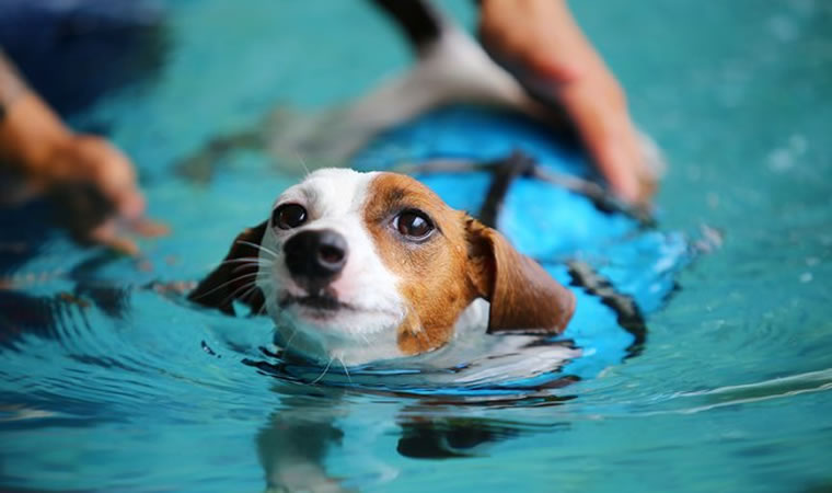 Cachorro aprendendo nadar