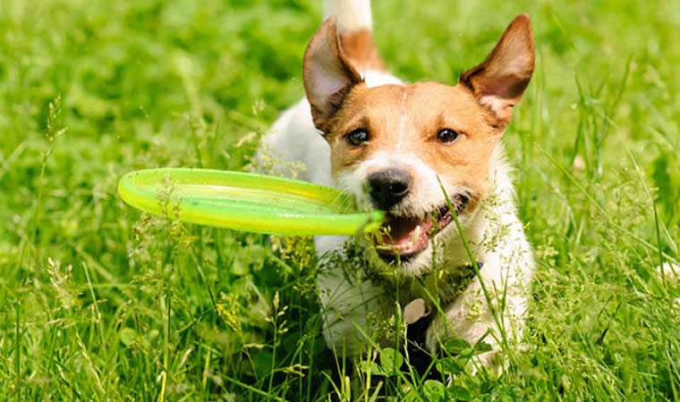 Cachorro brincando