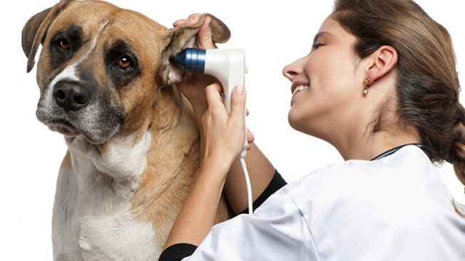 Cachorro com otite sendo examinado