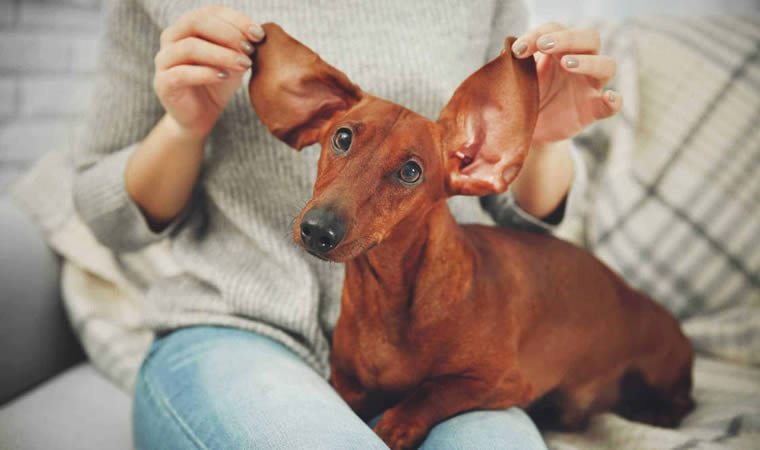 Cachorro com orelhas grandes