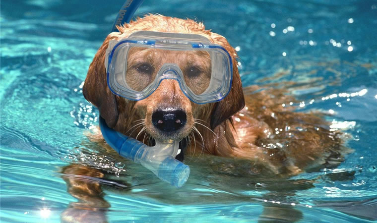 Cachorro com óculos de natação