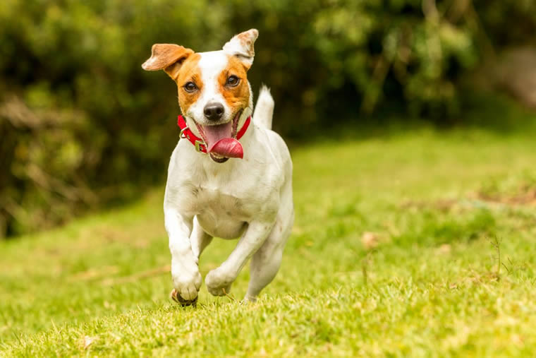 Cão saudável correndo no gramado