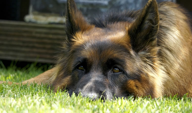 Cachorro deitado no gramado