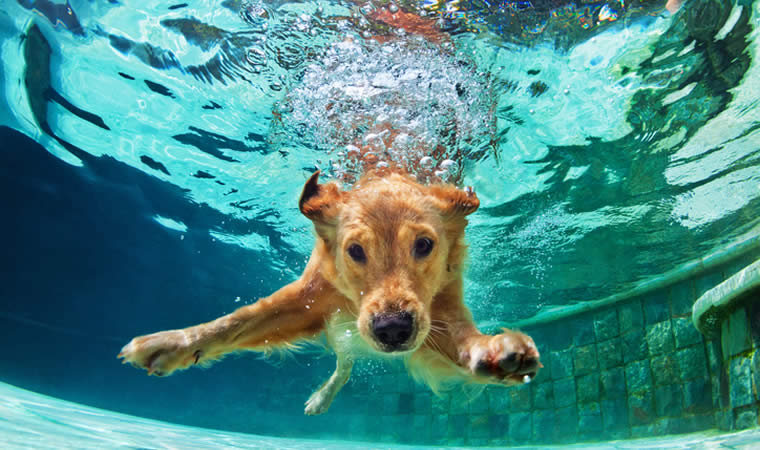Cachorro mergulhando