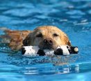 Cachorro nadando