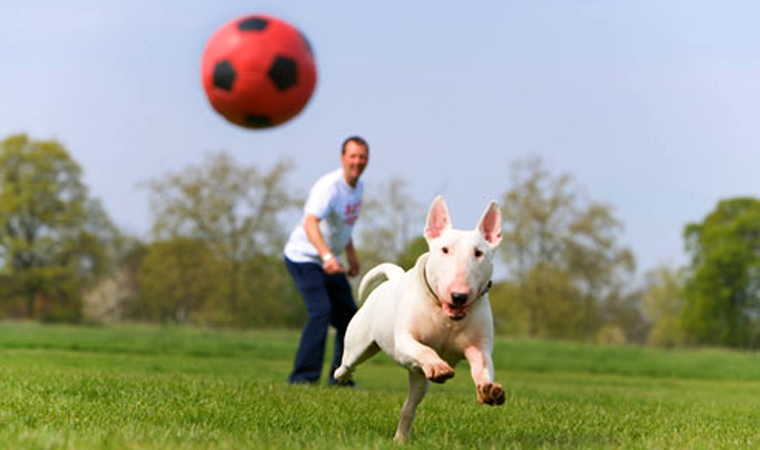 Cachorro se exercitando