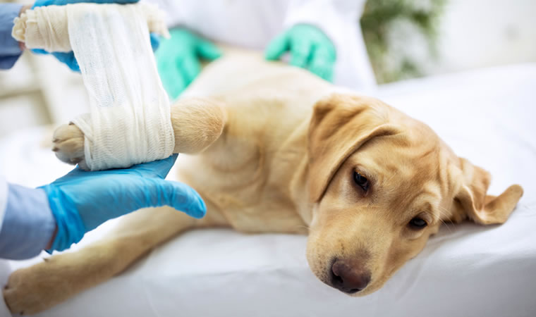 Cachorro sendo cuidado após cirurgia