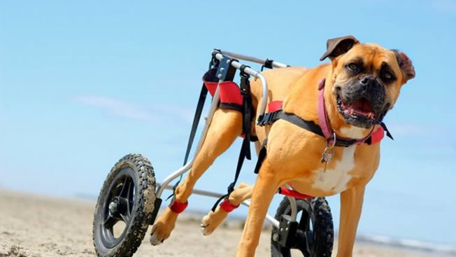 Cão com paralisia