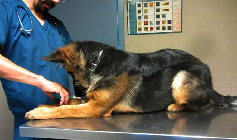 Cão com paralisia sendo examinado