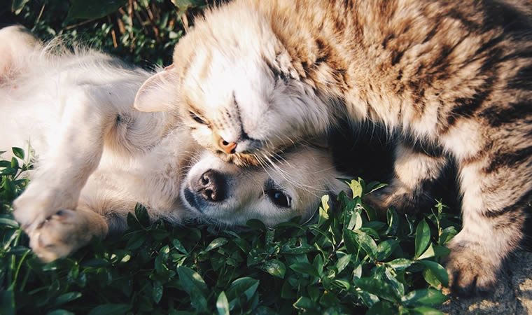 Cão e gato