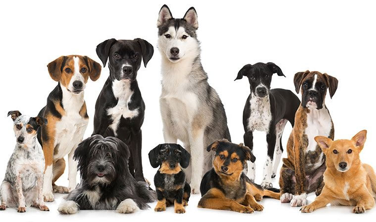 Diversas raças de cães