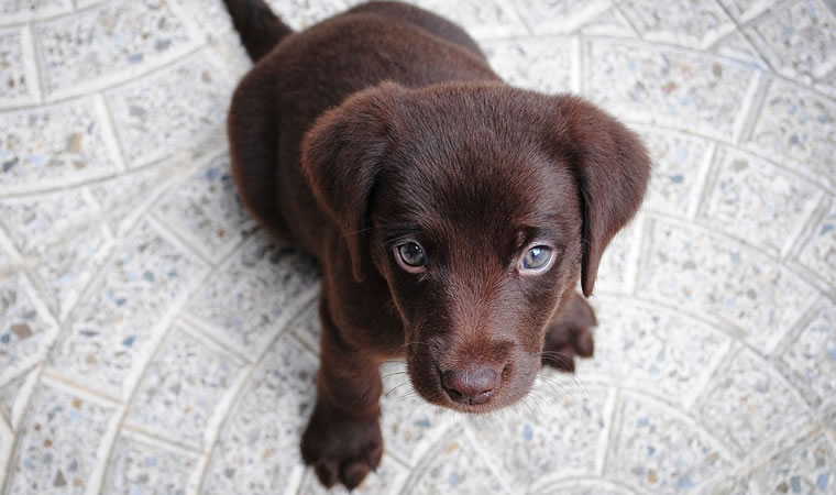 Filhote de labrador