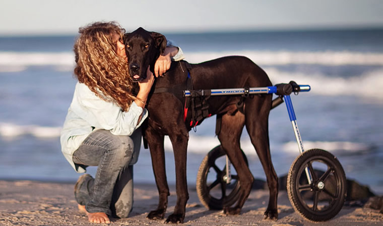 Mulher abraçando cão com paralisia