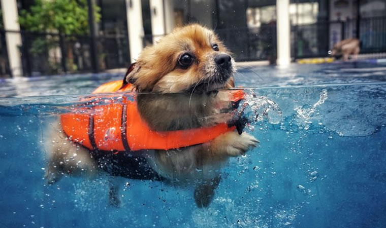 Natação para cachorro