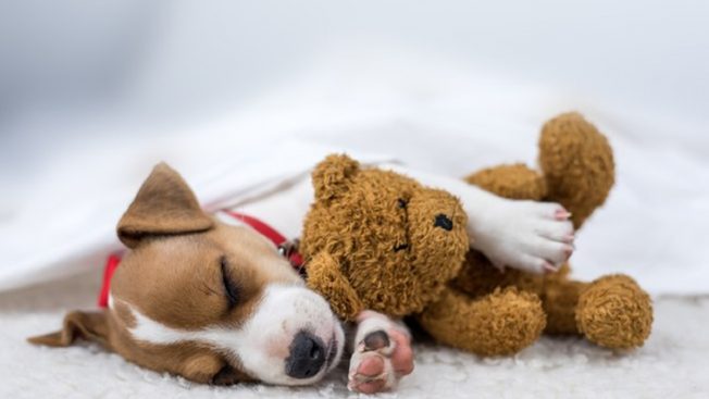 cachorrinha-dormindo-com-urso-de-brinquedo