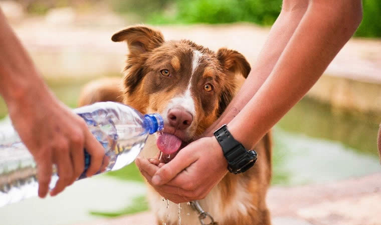 Cachorro bebendo água