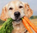 Cachorro carregando cenouras na boca