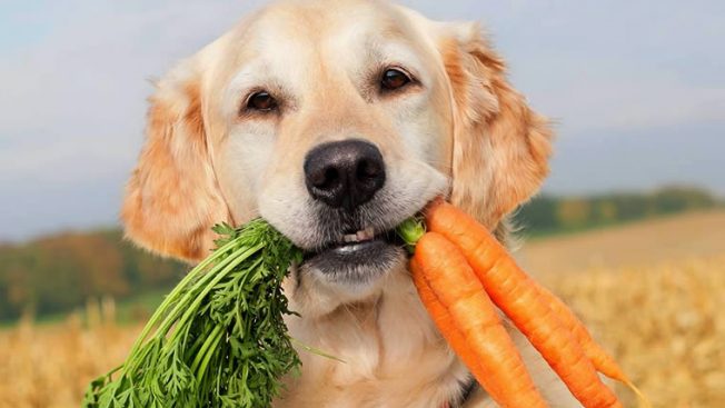 Cachorro carregando cenouras na boca