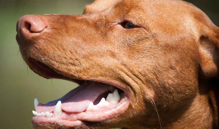 Cachorro com boca aberta