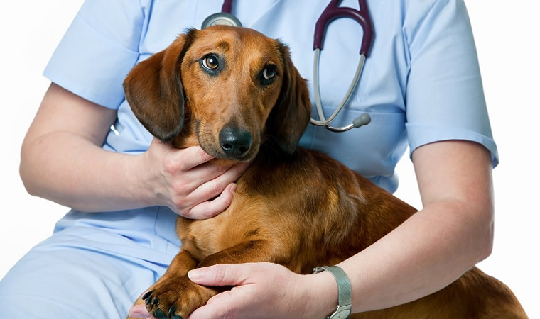 Cachorro com médico veterinário