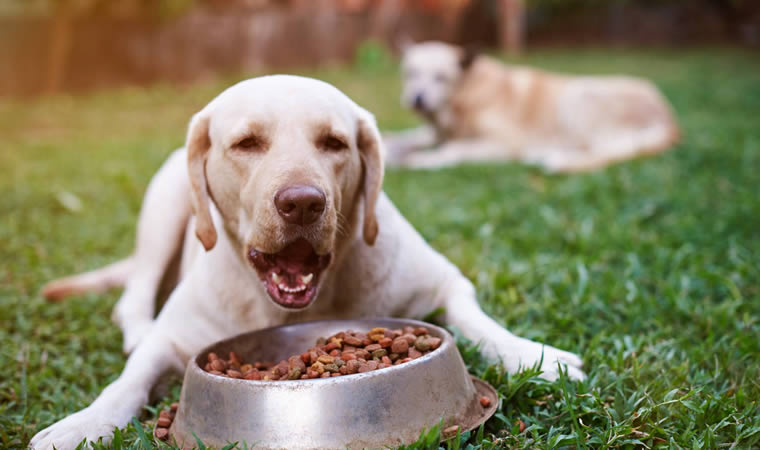 Cachorro com pote de ração vegana