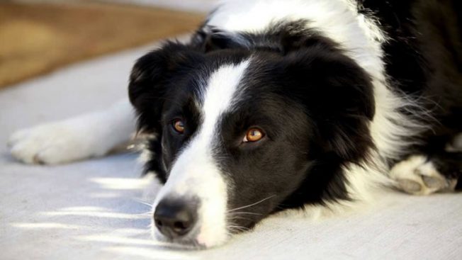 Cachorro com úlcera de córnea