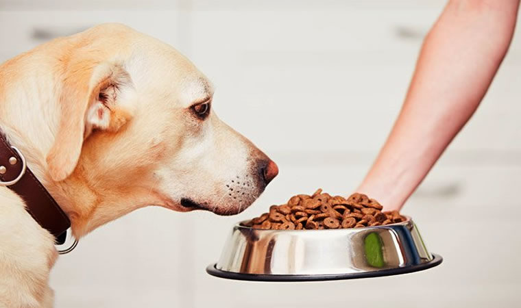 Cachorro comendo ração vegana