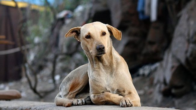 Cachorro de rua