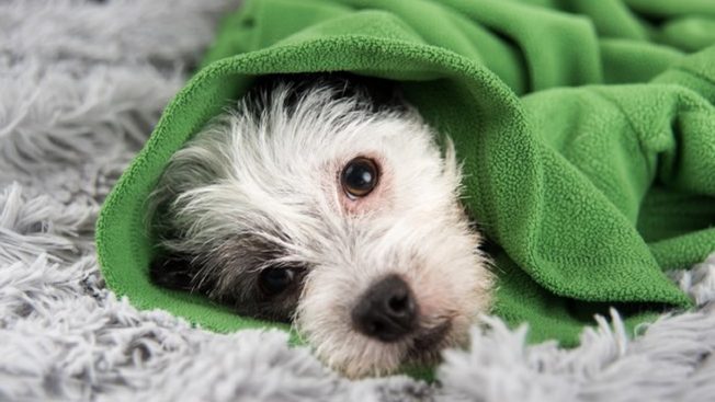 Cachorro deitado enrolado na coberta