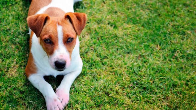 Cachorro deitado na grama