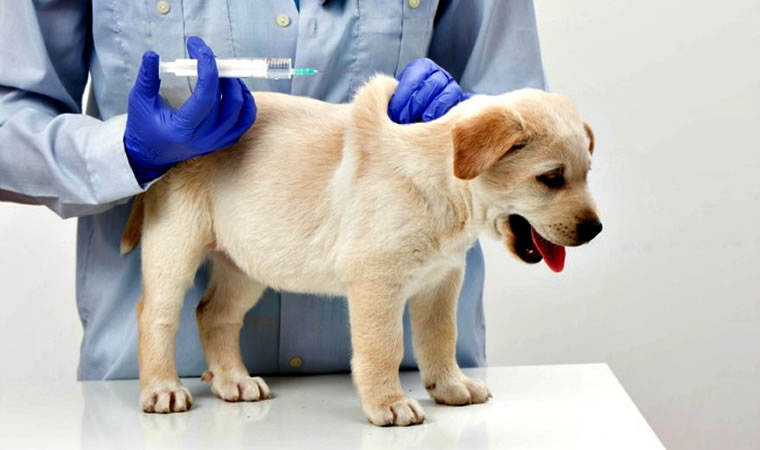 Cachorro filhote tomando vacina