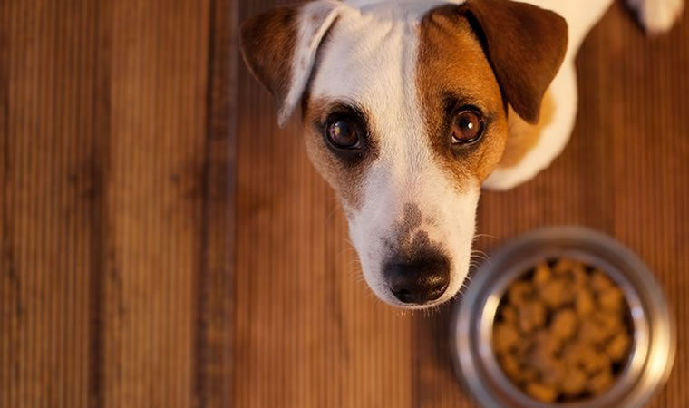 Cachorro olhando para cima