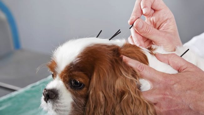 Cachorro recebendo tratamento com acupuntura