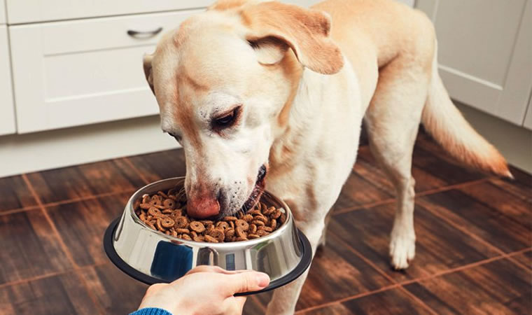 Cachorro se alimentando com ração natural