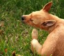 Cachorro se coçando com pulgas